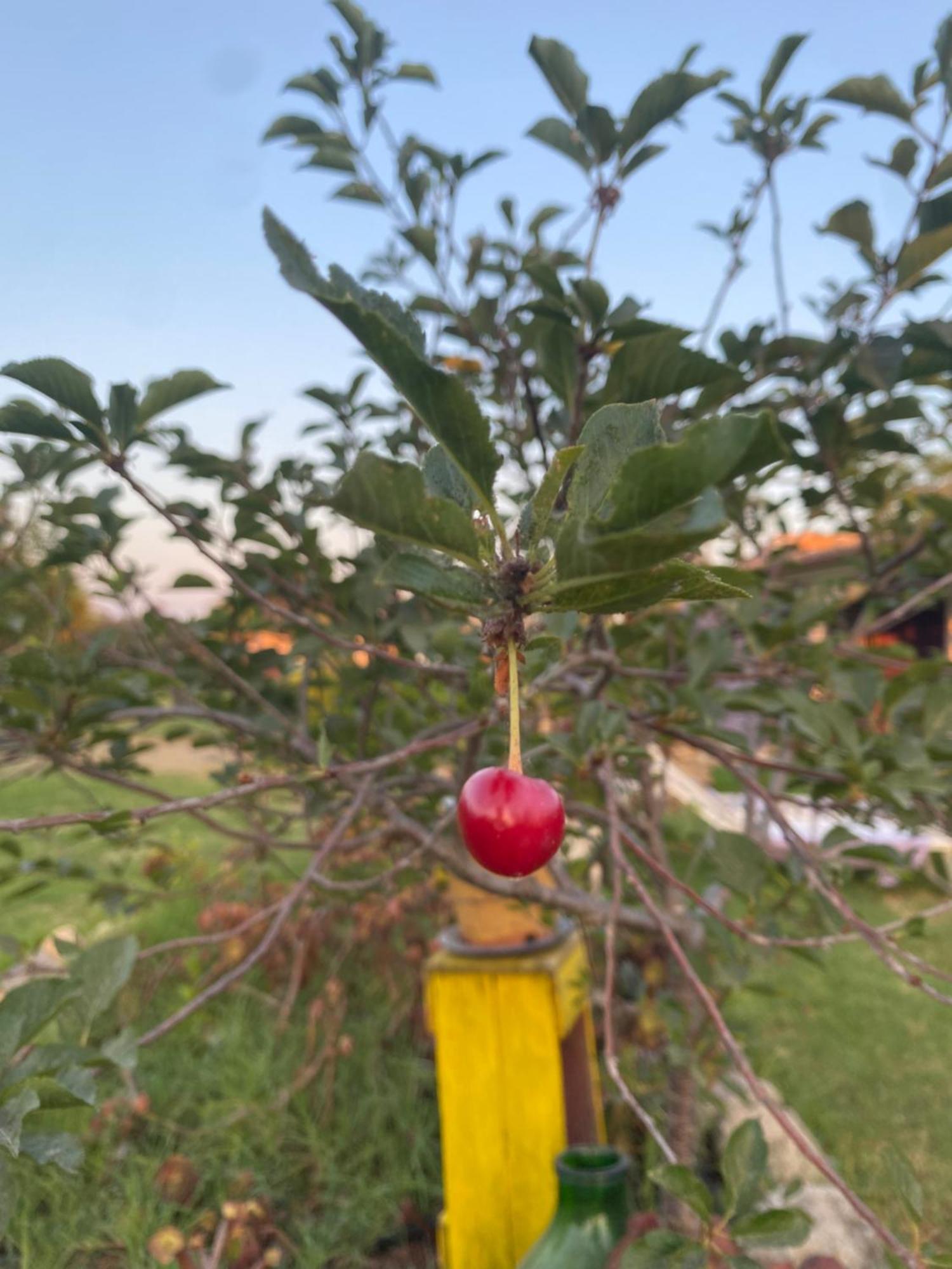 سيراكوزا Agrib&B Lemontree Garde'N المظهر الخارجي الصورة